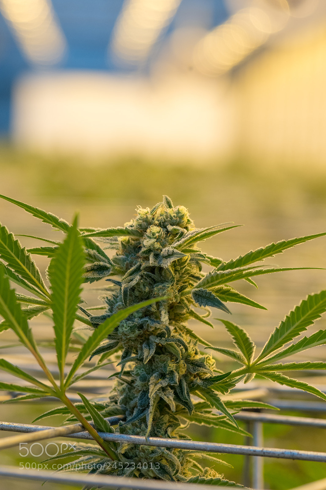 Nikon D7500 sample photo. Cannabis plant 10 photography