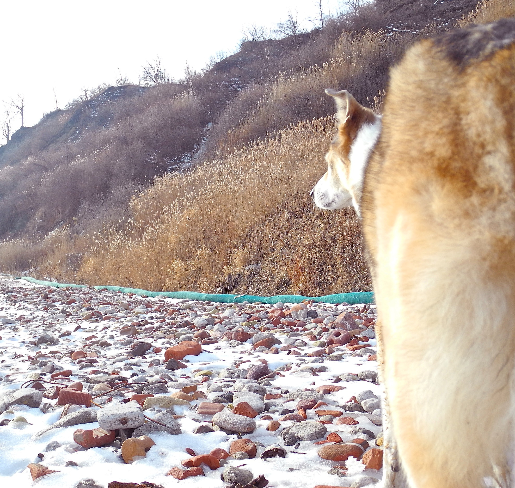 Nikon Coolpix P7100 sample photo. Dog on ice path photography