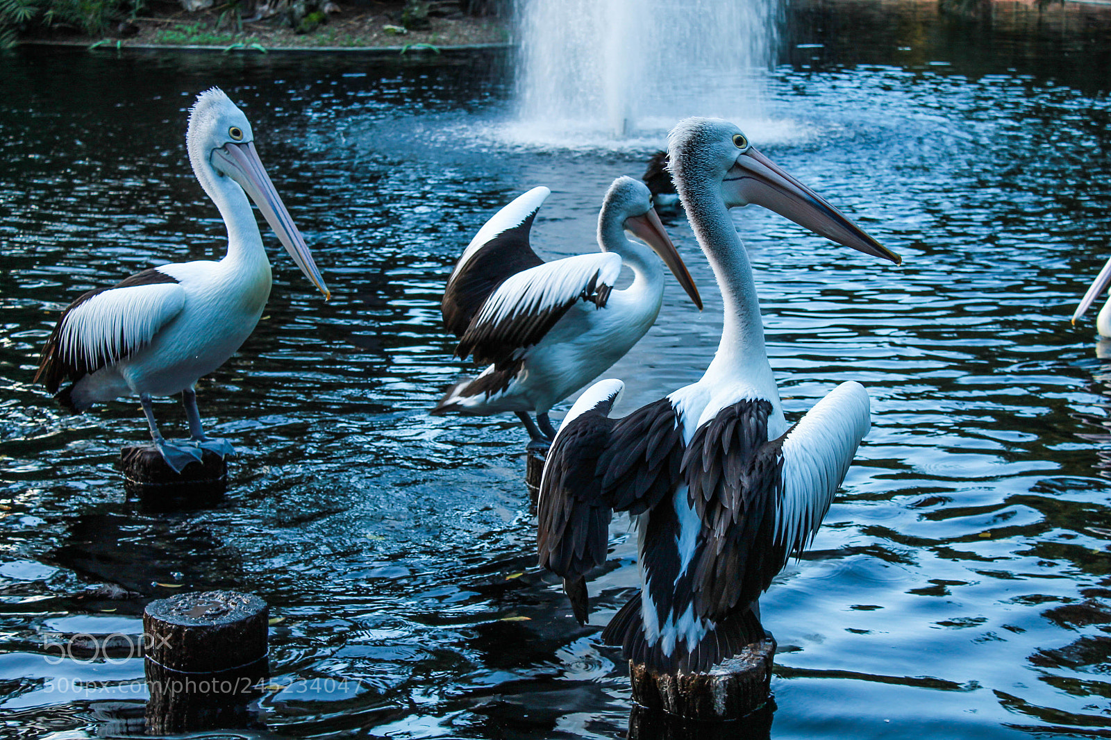 Canon EOS 1100D (EOS Rebel T3 / EOS Kiss X50) sample photo. Pelicans photography