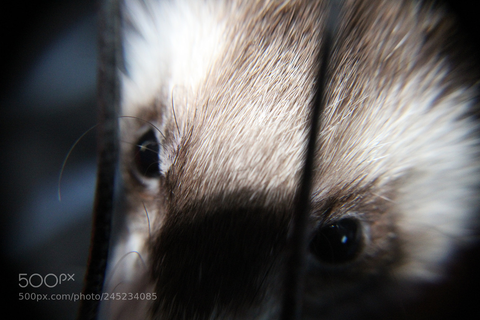 Canon EOS 1300D (EOS Rebel T6 / EOS Kiss X80) sample photo. Ferret photography