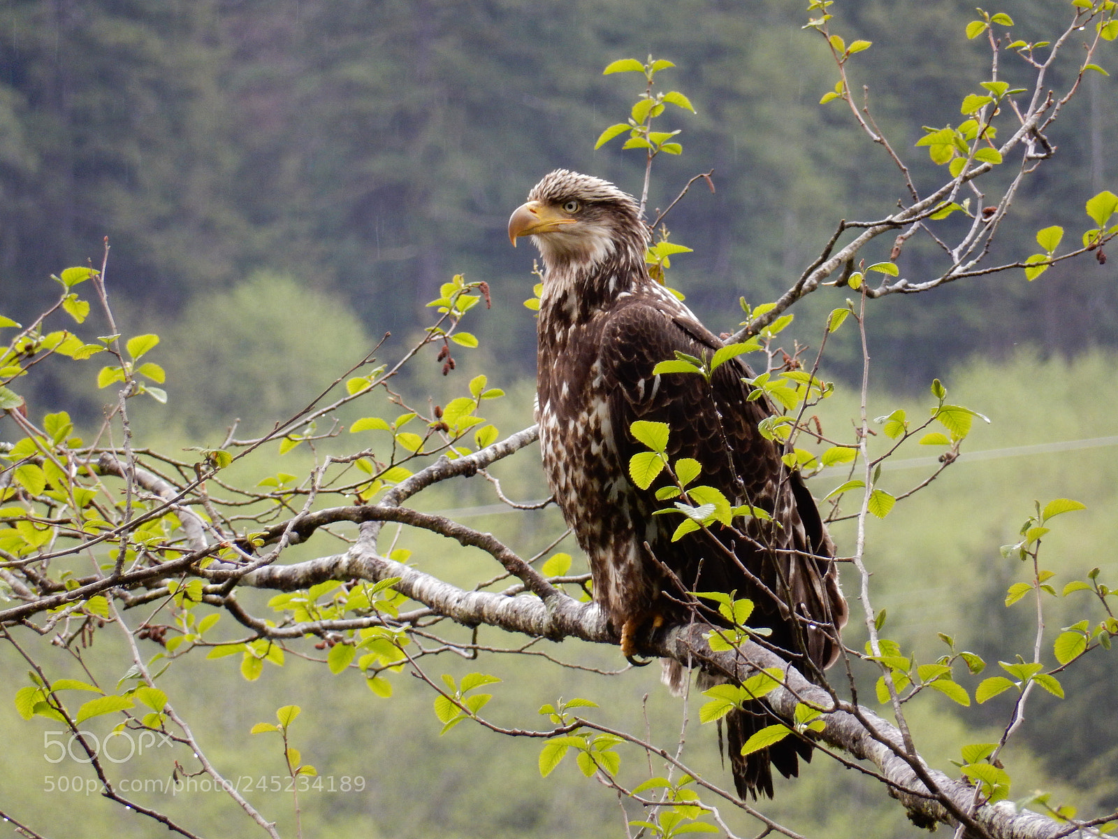 Nikon Coolpix S9900 sample photo. Juvi bald eagle photography