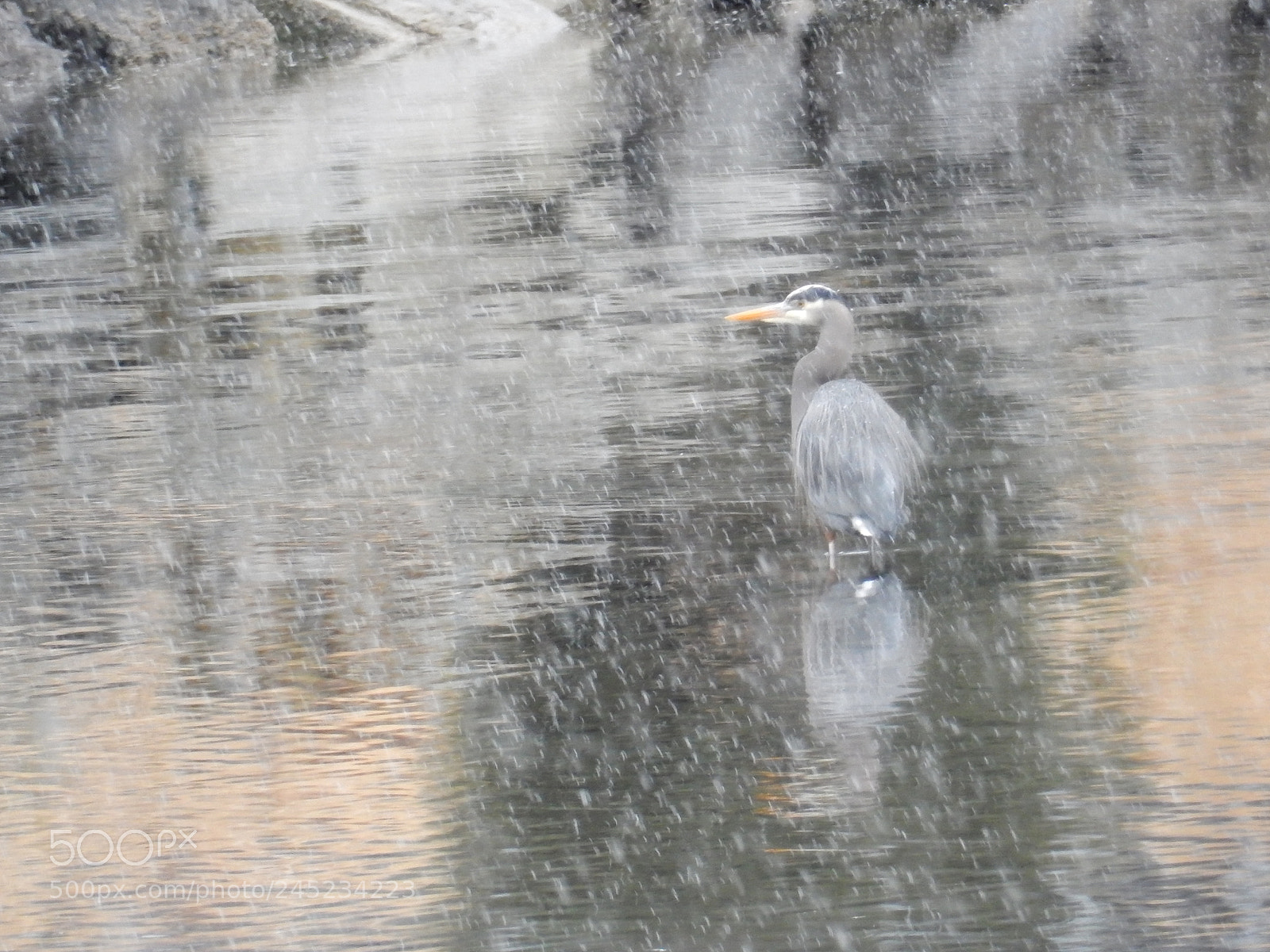 Nikon Coolpix S9900 sample photo. Heron photography