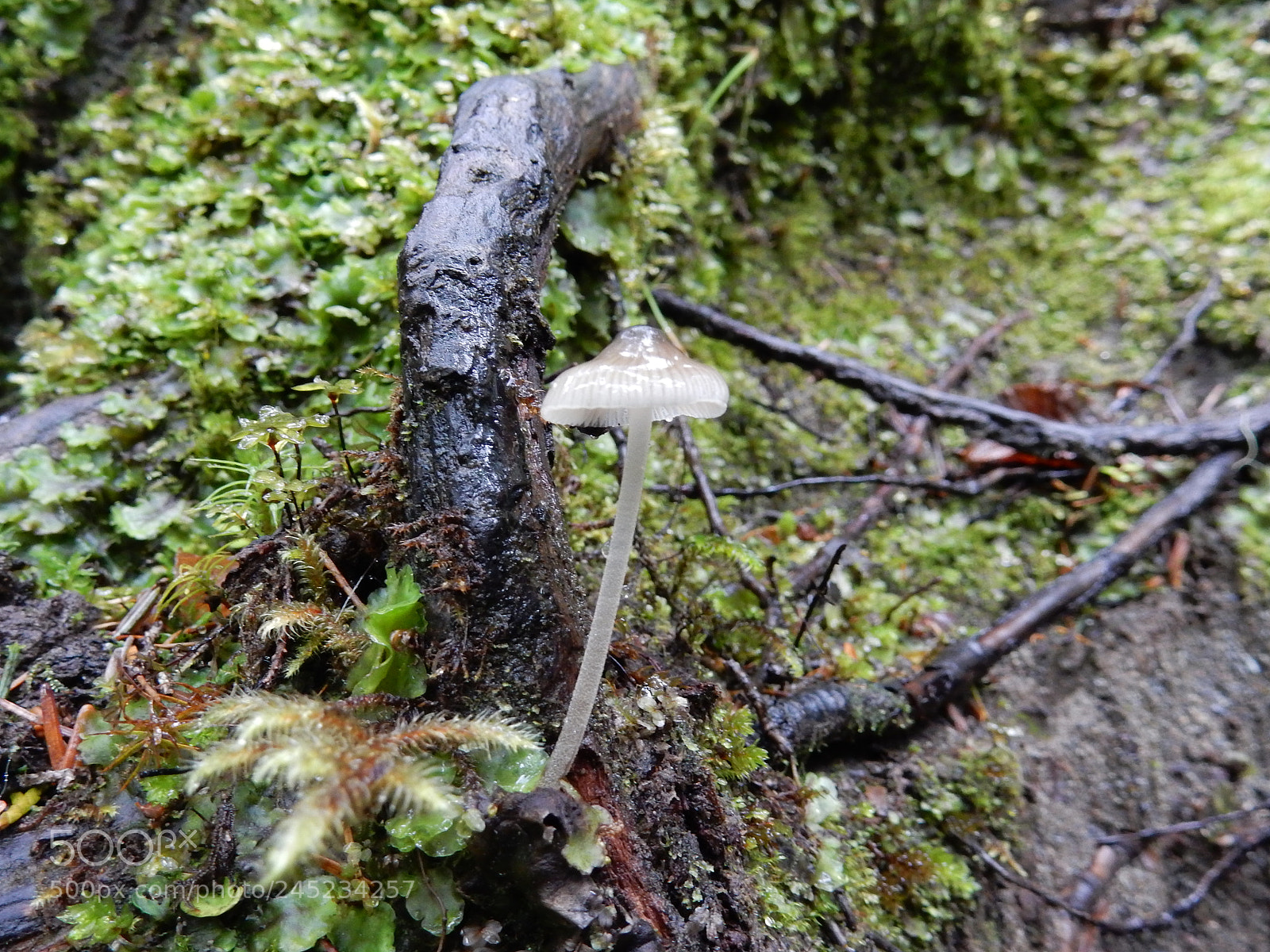 Nikon Coolpix S9900 sample photo. Mushroom photography