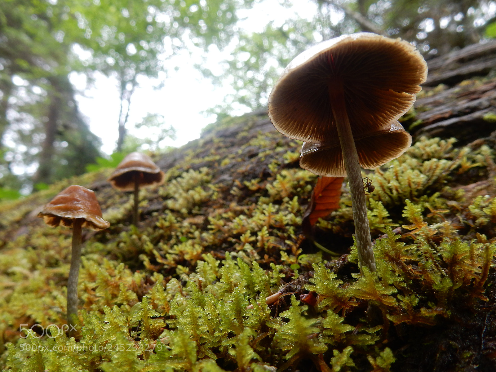 Nikon Coolpix S9900 sample photo. Mushrooms photography