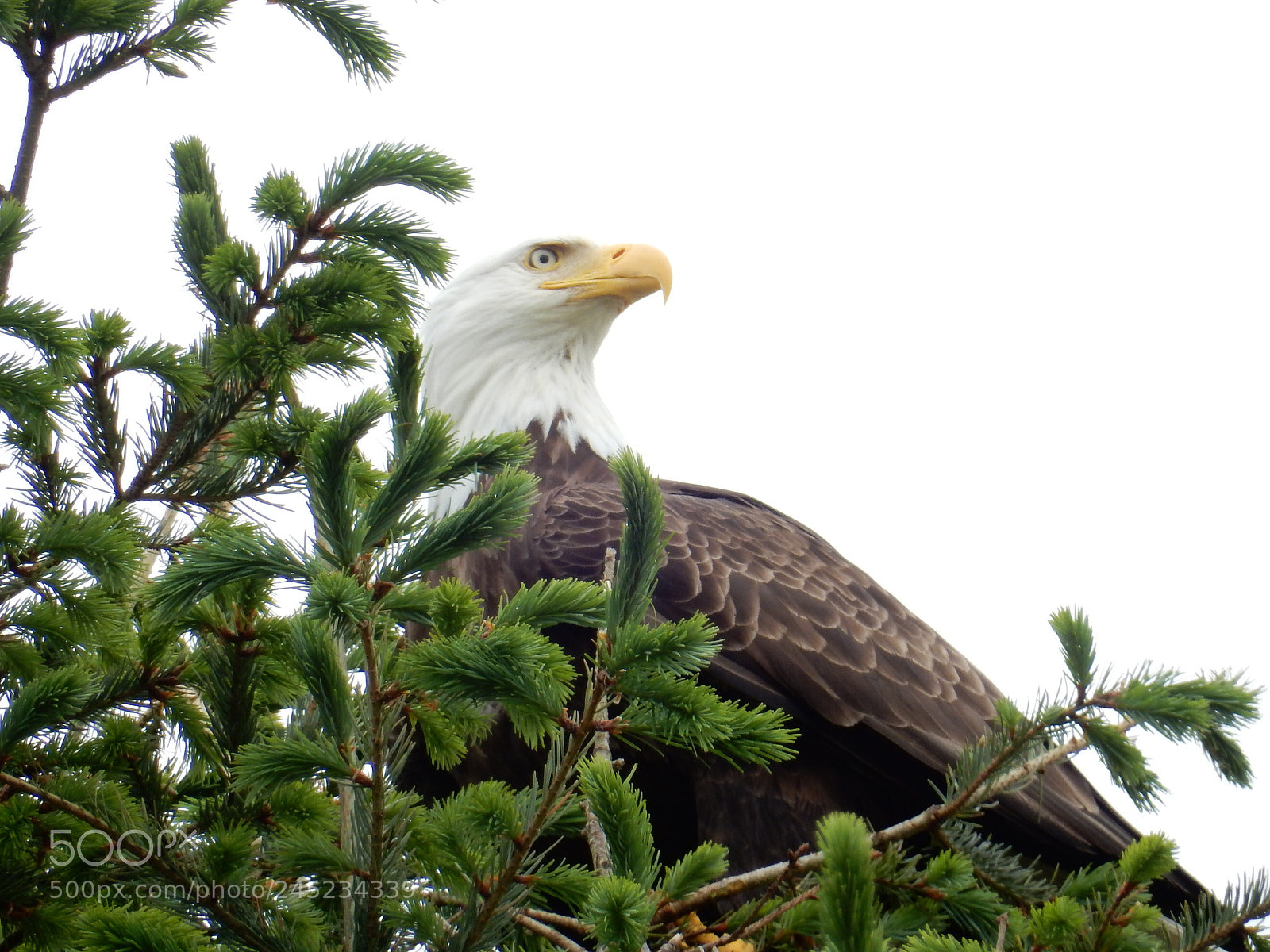 Nikon Coolpix S9900 sample photo. Bald eagle photography