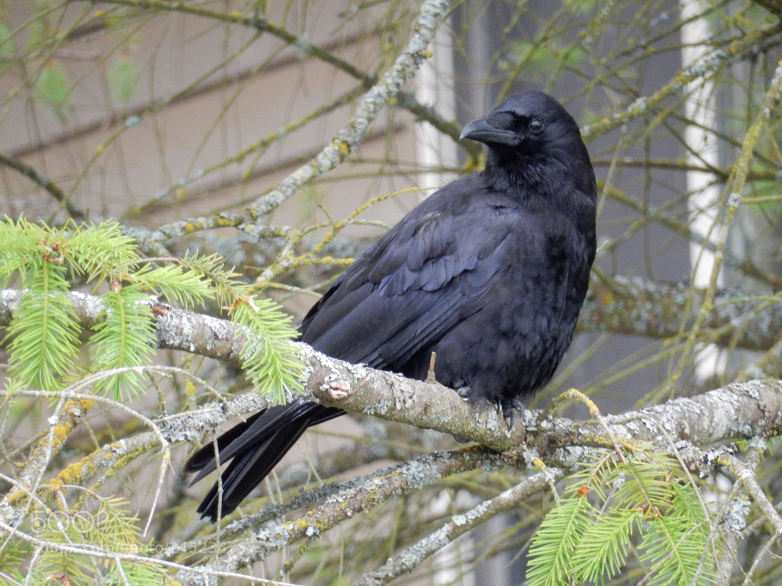 Nikon Coolpix S9900 sample photo. Raven photography