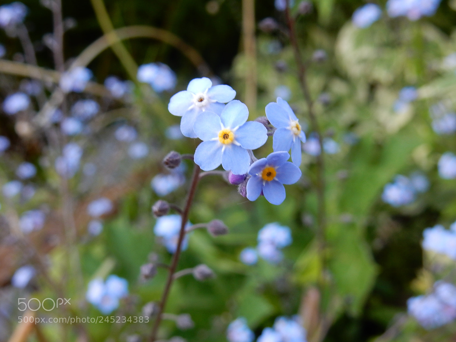 Nikon Coolpix S9900 sample photo. Forget-me-nots photography