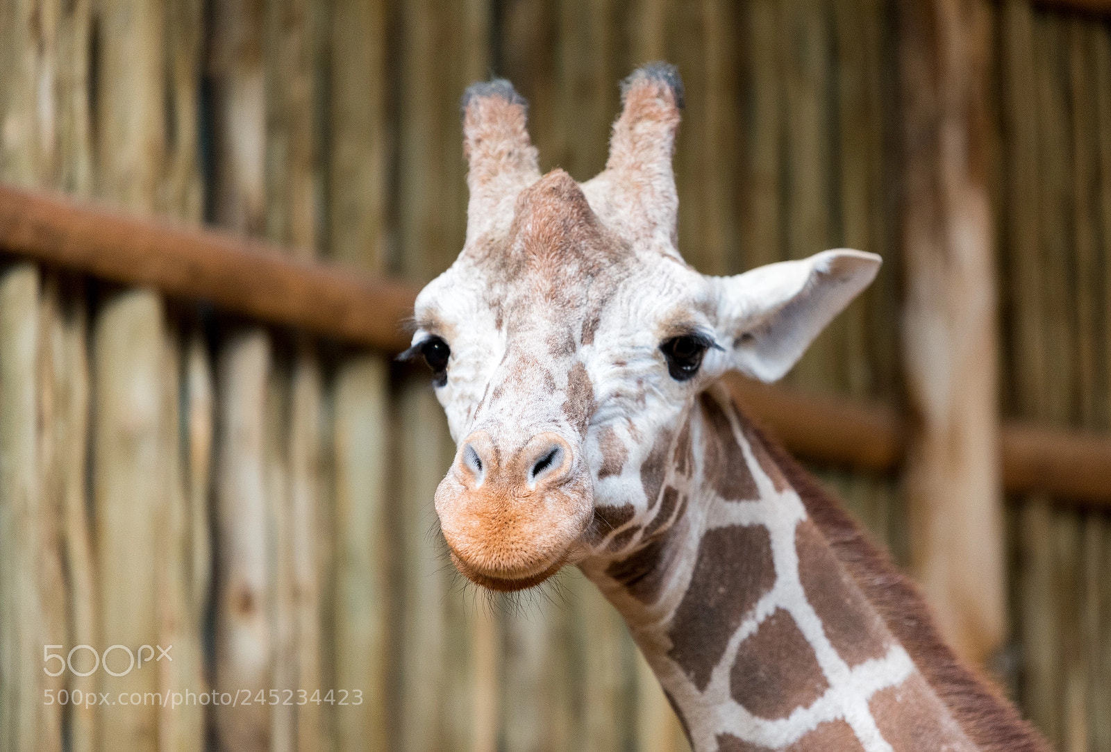 Nikon D750 sample photo. Beautiful adult giraffe head photography