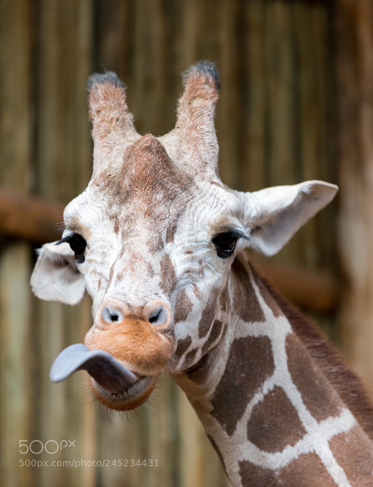Nikon D750 sample photo. Beautiful adult giraffe head photography
