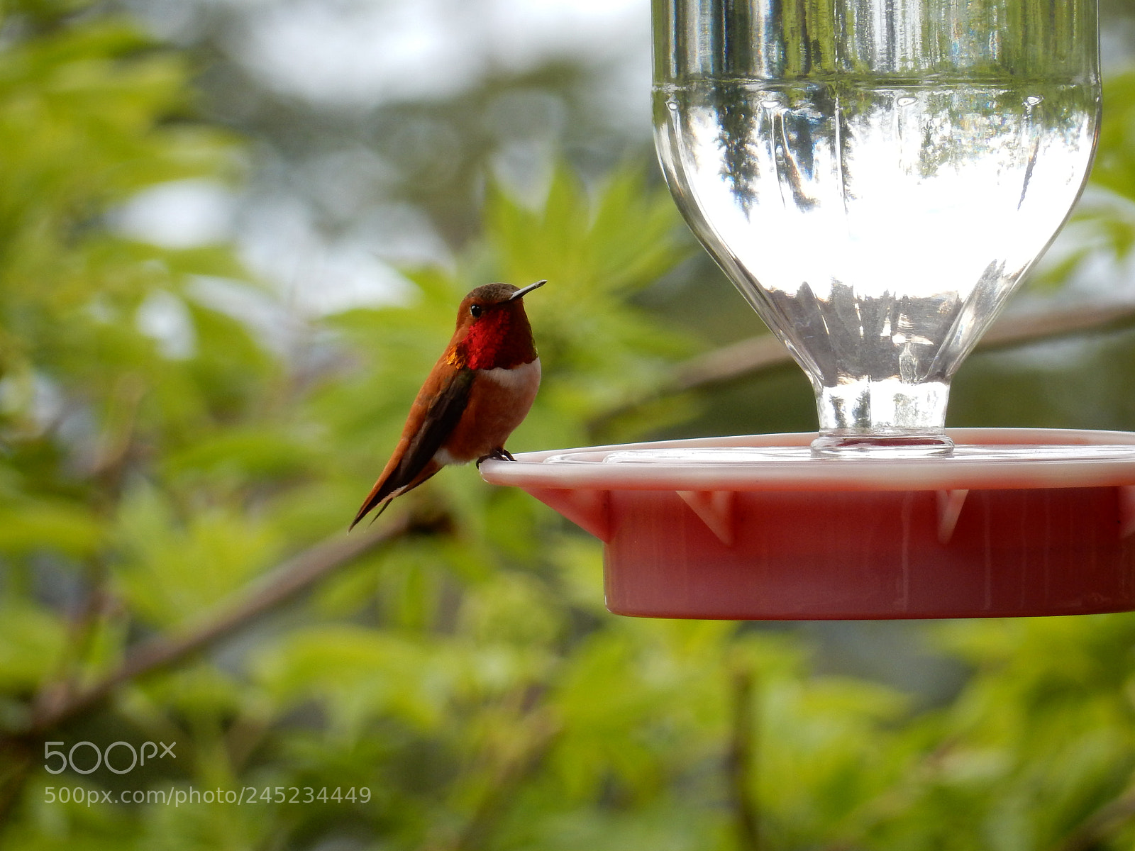 Nikon Coolpix S9900 sample photo. Hummingbird photography