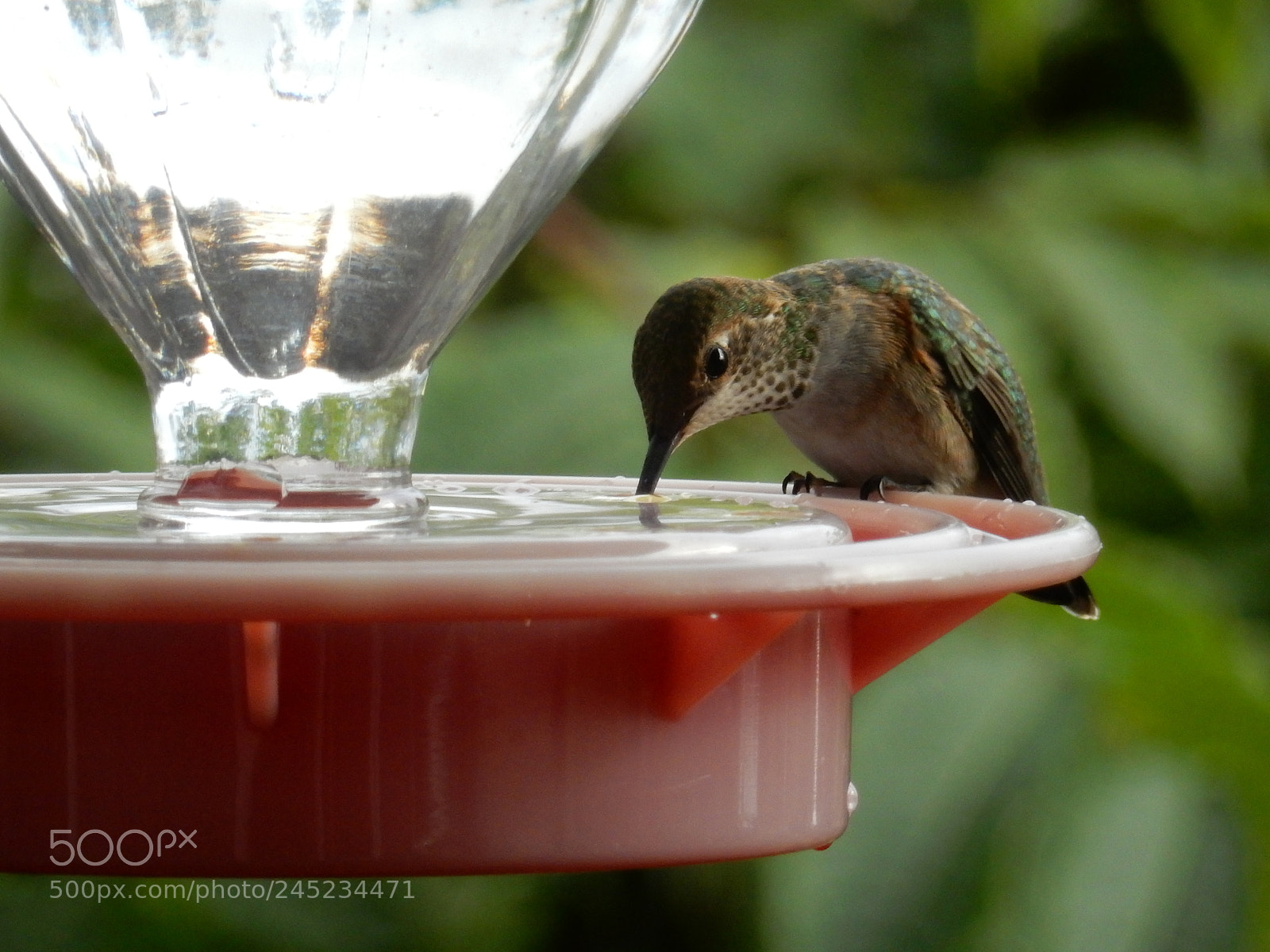Nikon Coolpix S9900 sample photo. Hummingbird photography