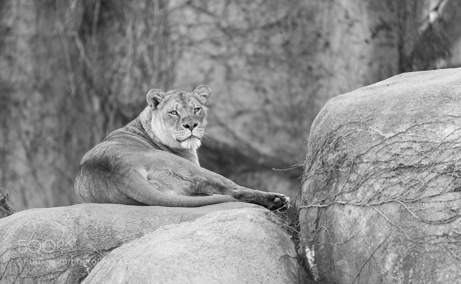 Nikon D750 sample photo. Beautiful adult lioness on photography