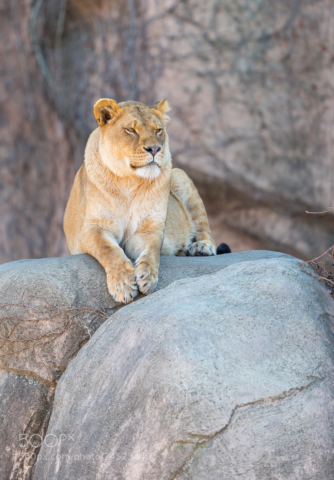 Nikon D750 sample photo. Beautiful adult lioness on photography