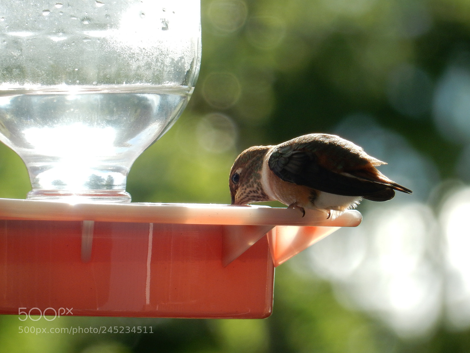 Nikon Coolpix S9900 sample photo. Hummingbird photography