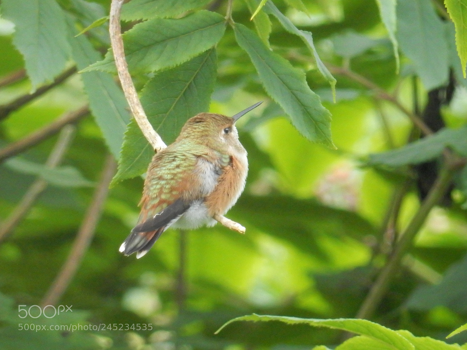 Nikon Coolpix S9900 sample photo. Hummingbird photography