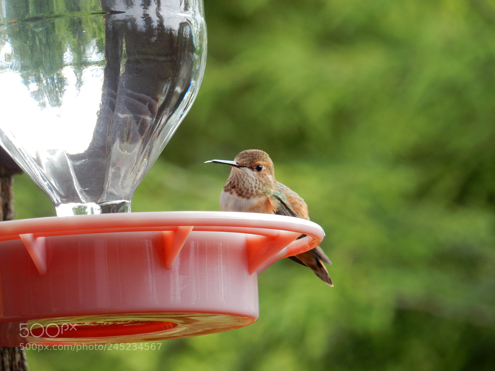 Nikon Coolpix S9900 sample photo. Hummingbird photography