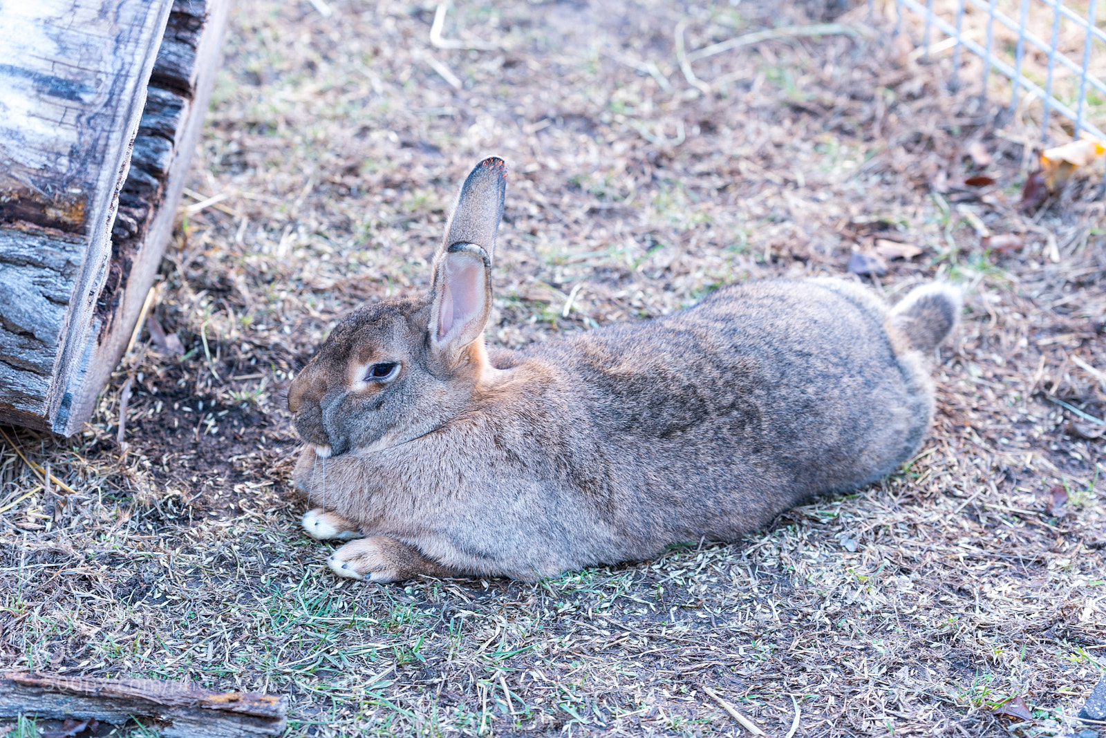 Nikon D750 sample photo. Big fat rabbit sitting photography