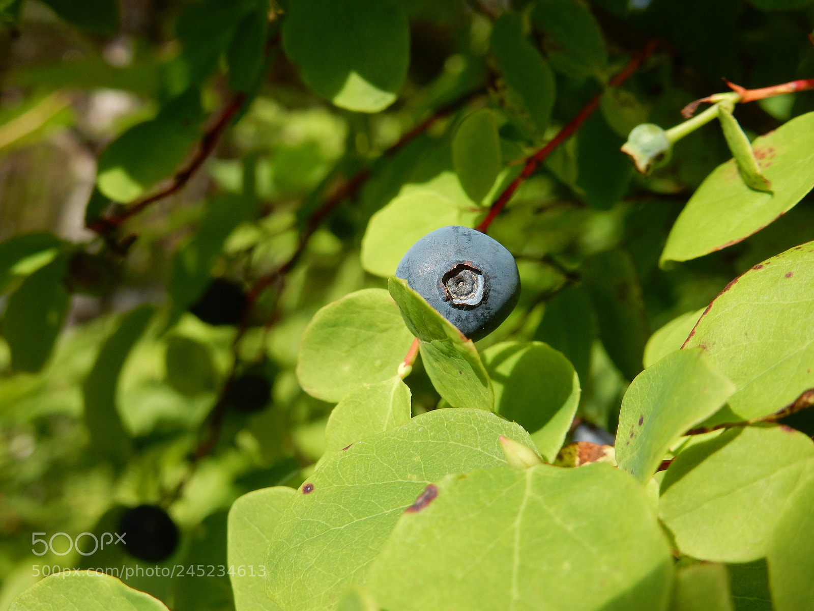 Nikon Coolpix S9900 sample photo. Blueberries photography