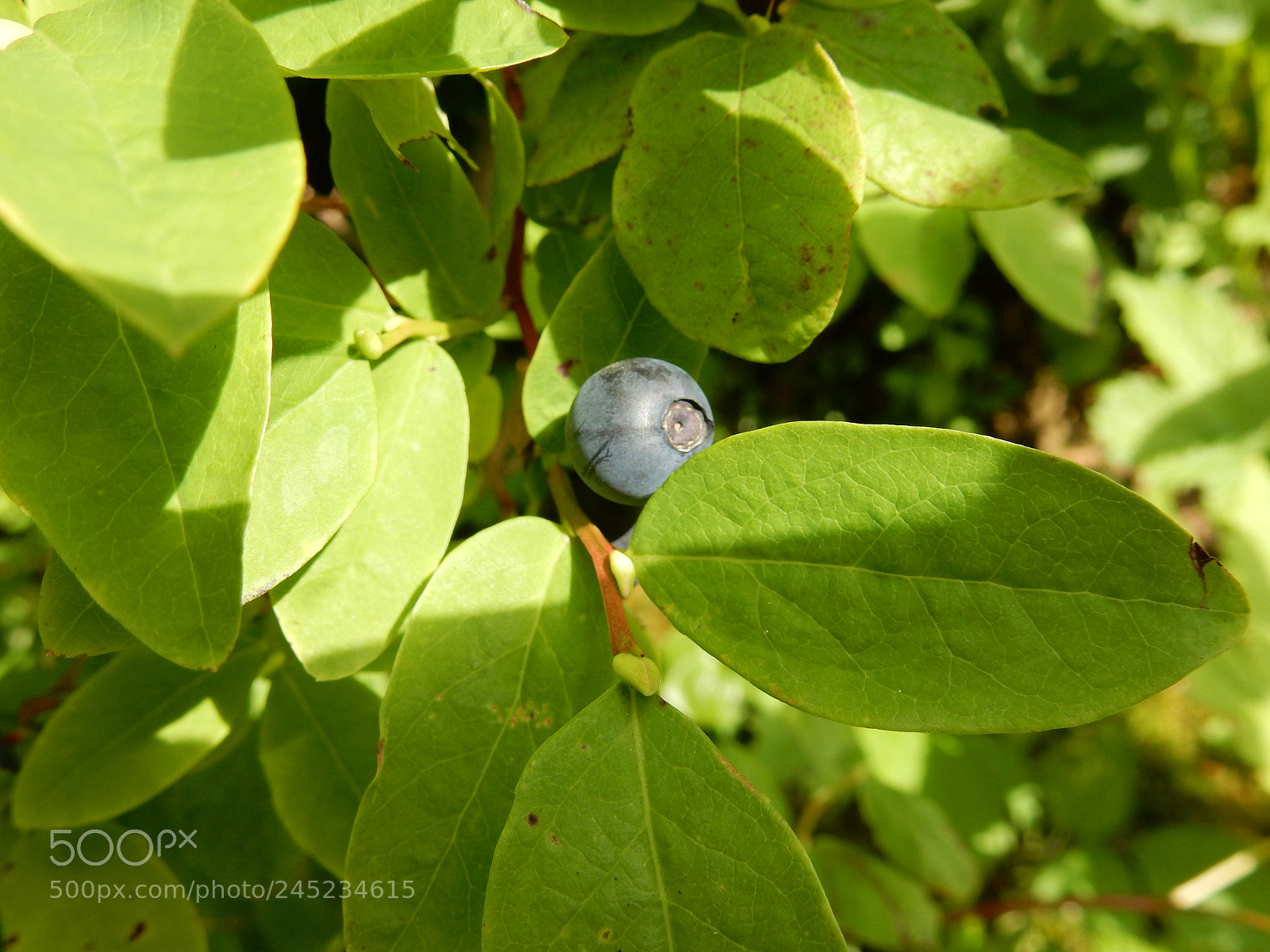 Nikon Coolpix S9900 sample photo. Blueberries photography