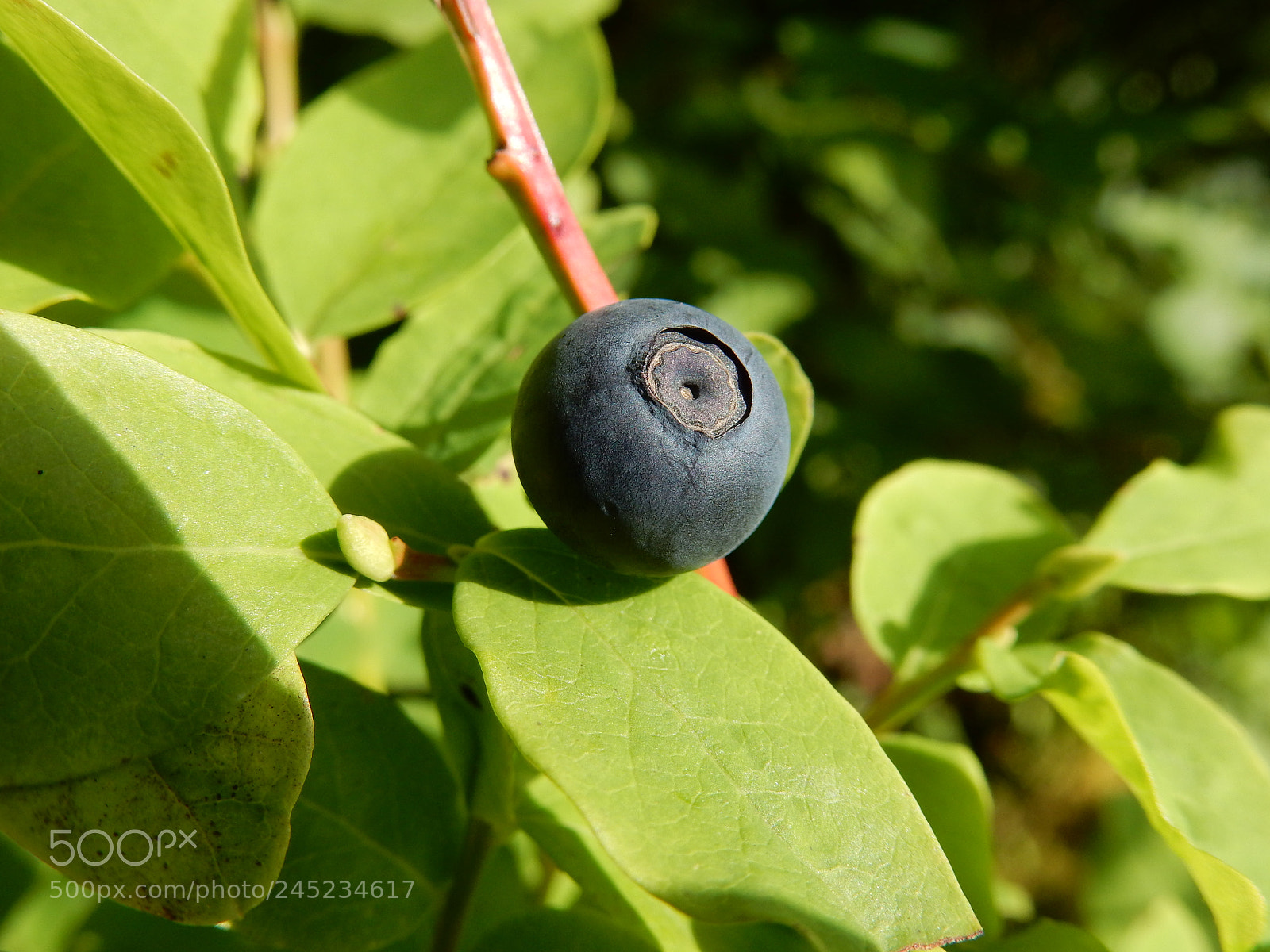 Nikon Coolpix S9900 sample photo. Blueberries photography