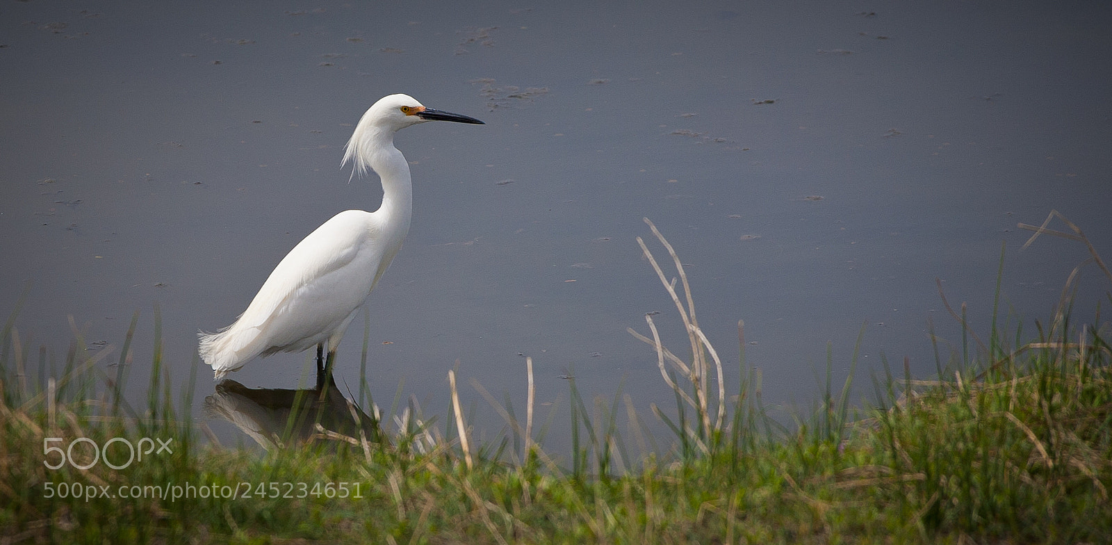 Canon EOS 5D sample photo. Wading and waiting photography