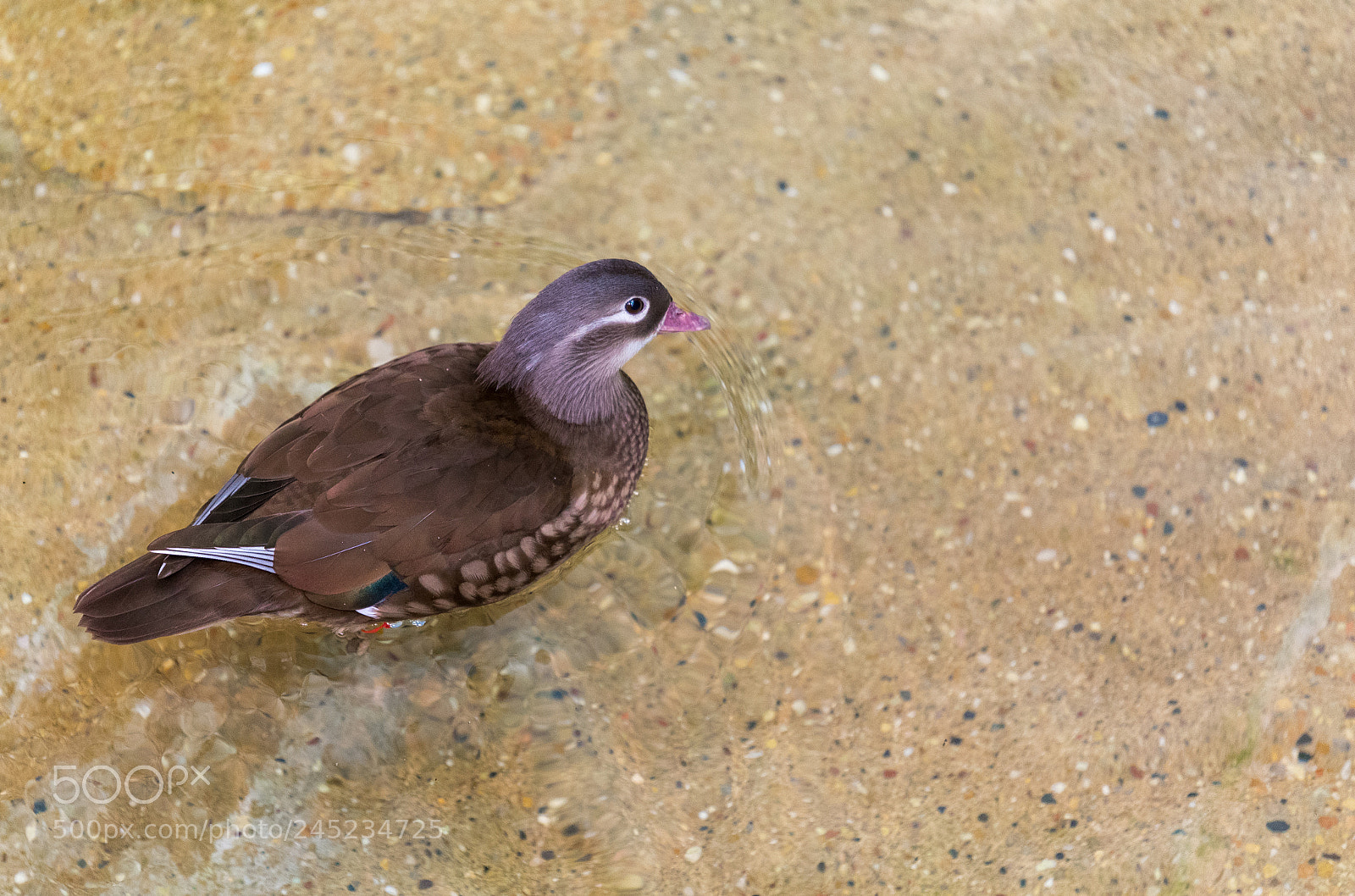Nikon D750 sample photo. Brown duck swimming in photography