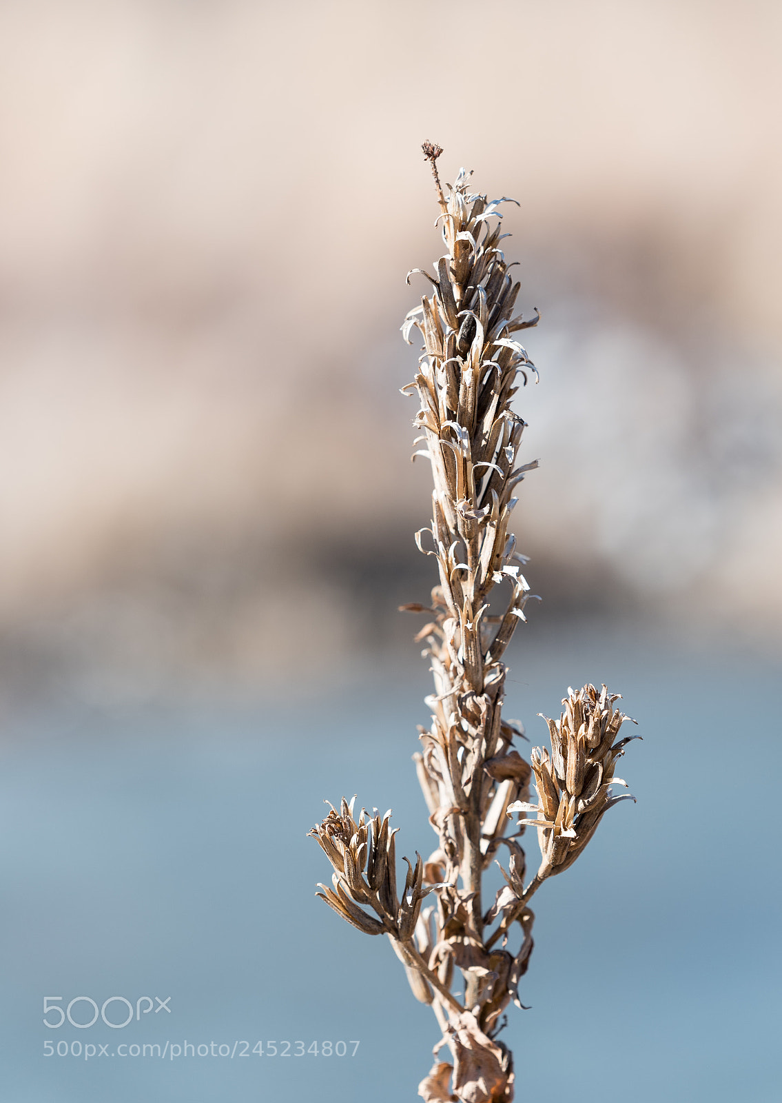 Nikon D750 sample photo. Dry winter flower on photography