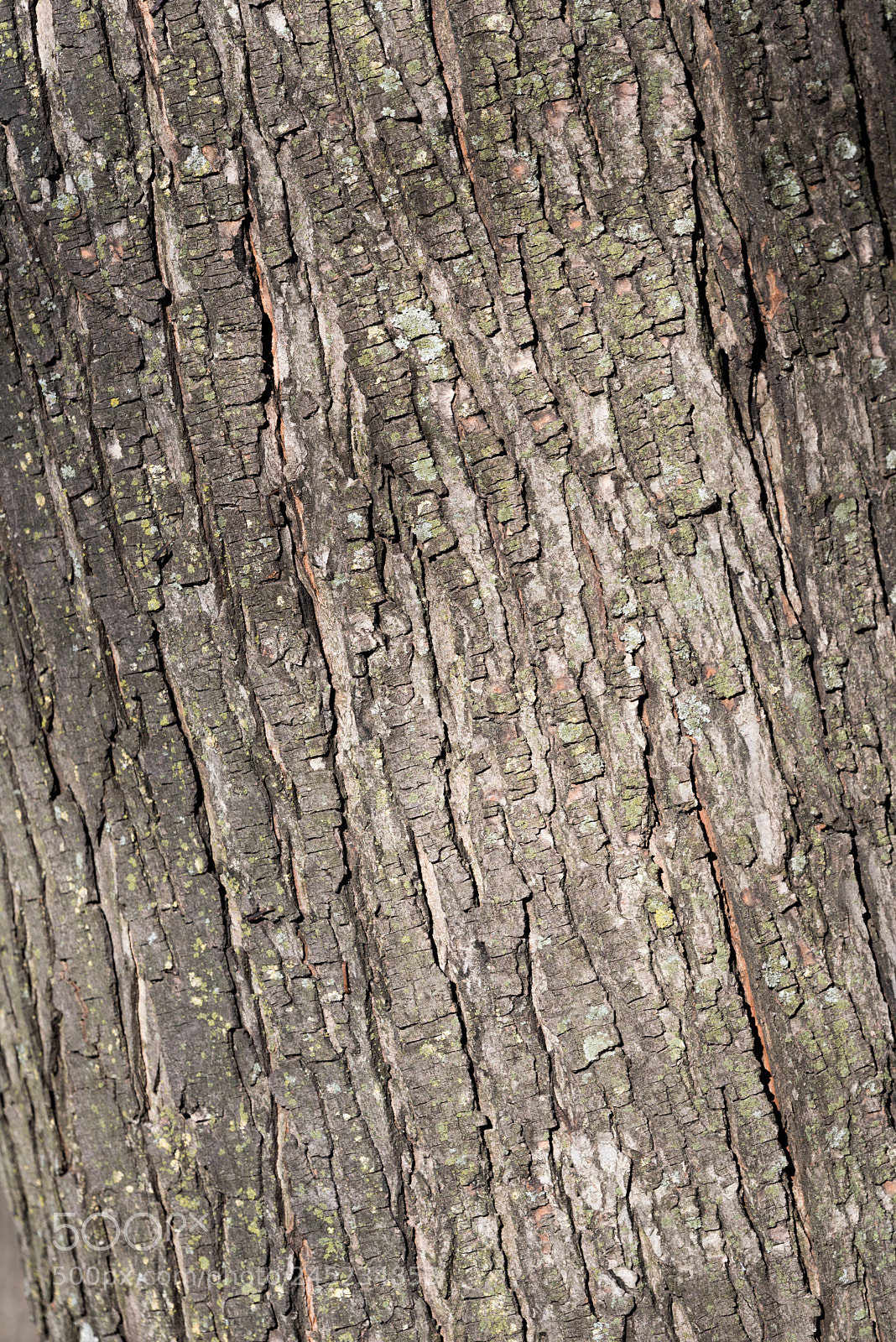 Nikon D750 sample photo. Grey dry tree bark photography