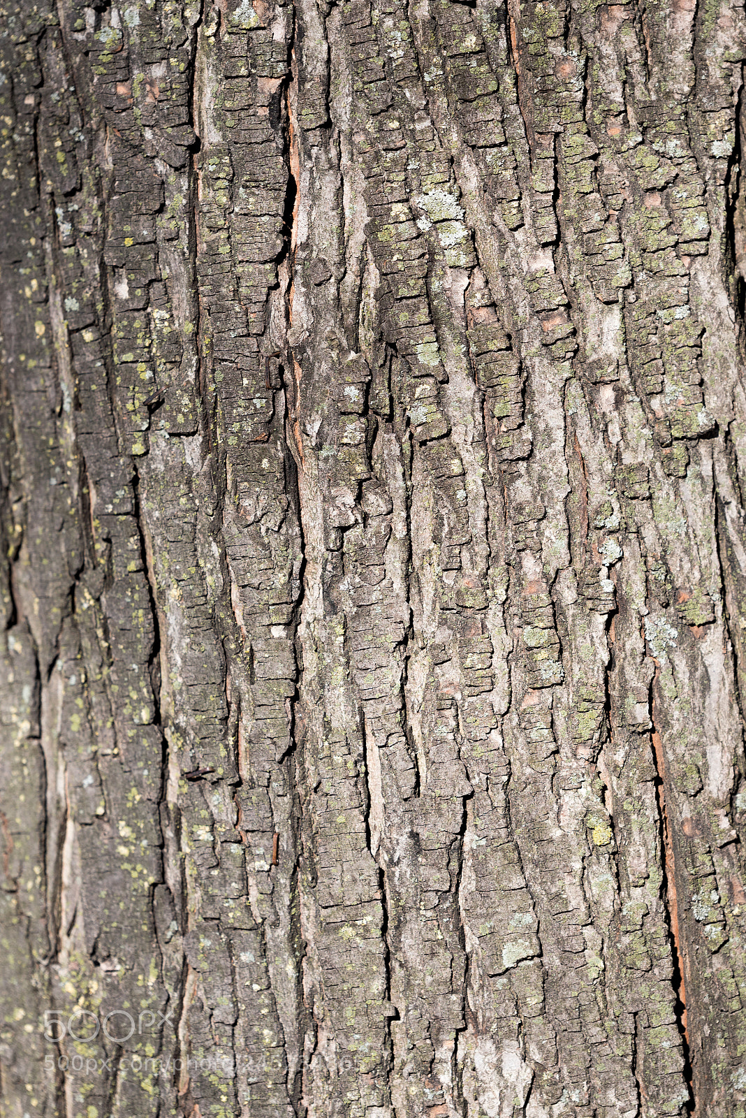 Nikon D750 sample photo. Grey dry tree bark photography