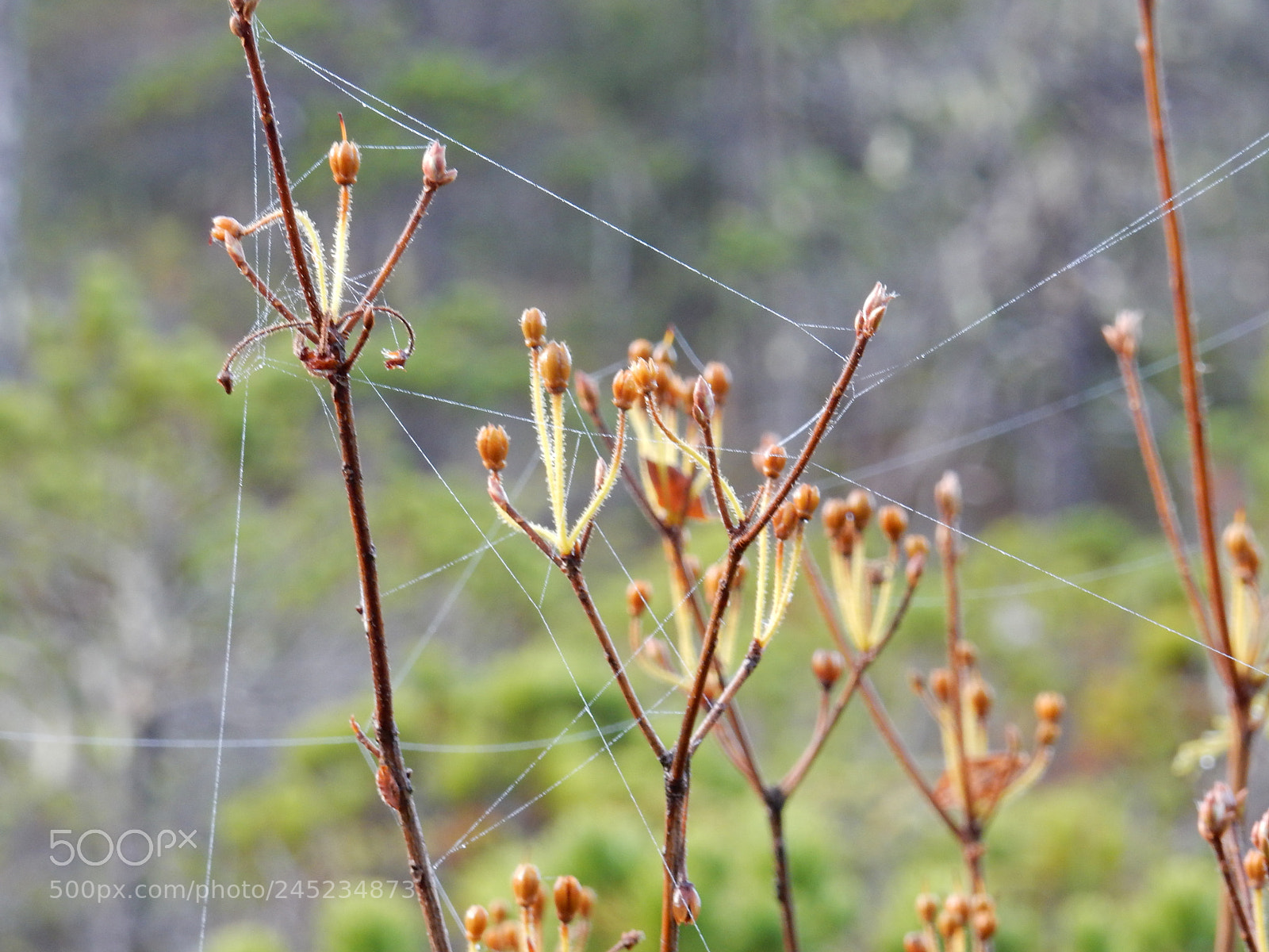 Nikon Coolpix S9900 sample photo. Webs photography