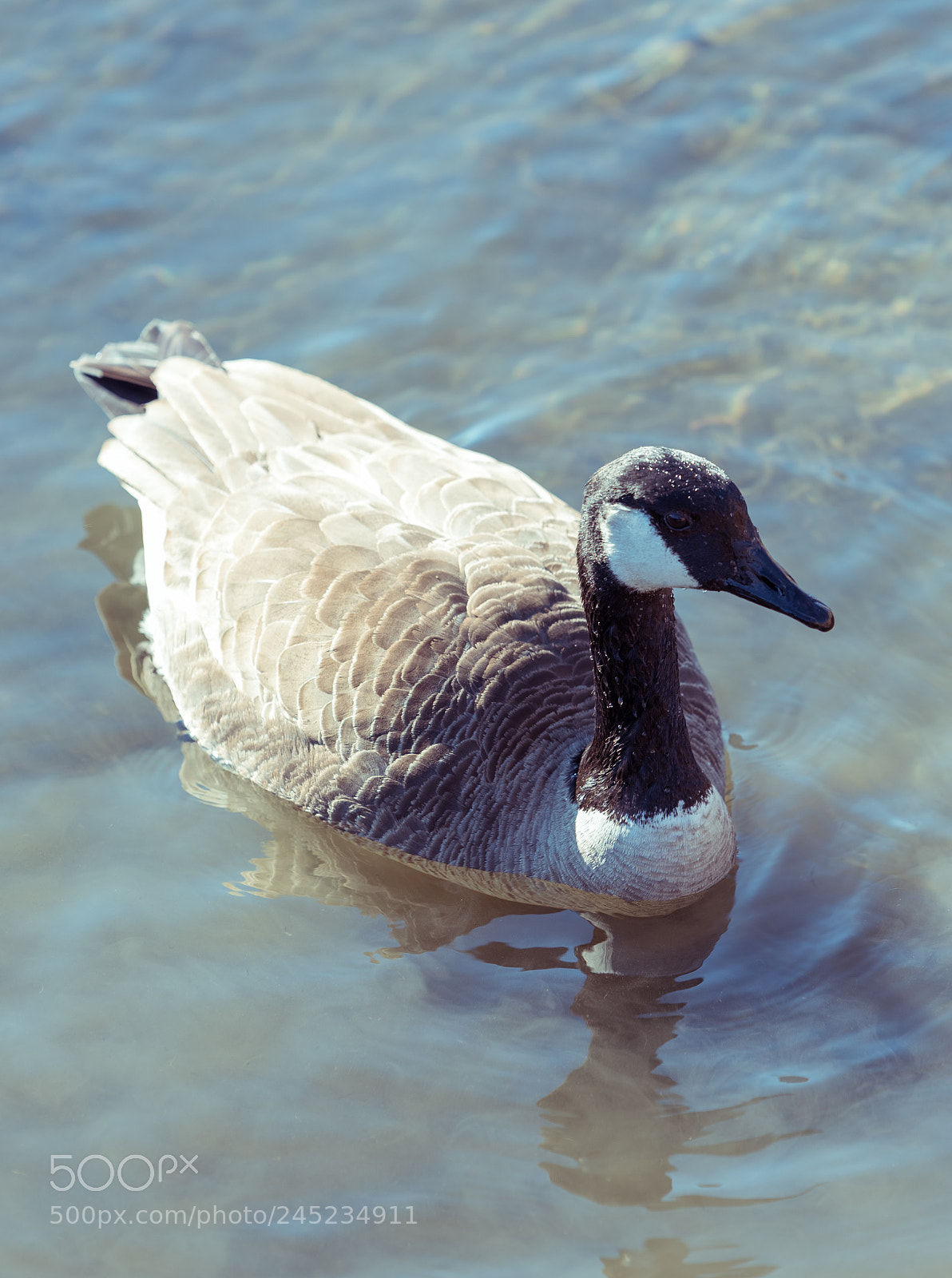 Nikon D750 sample photo. Large beautiful goose swimming photography
