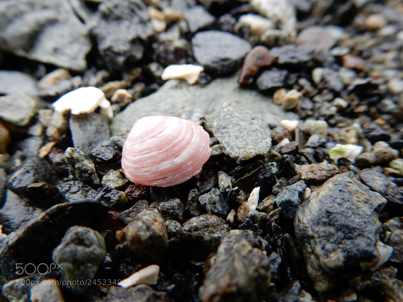 Nikon Coolpix S9900 sample photo. Pink photography