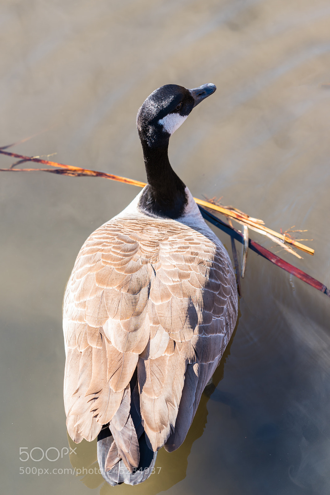 Nikon D750 sample photo. Large beautiful goose swimming photography