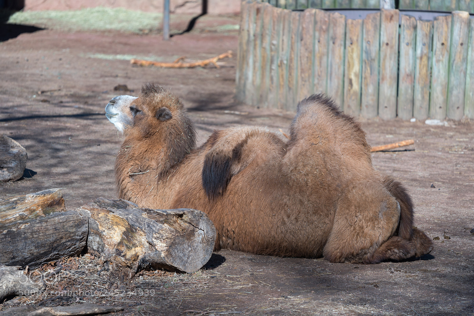 Nikon D750 sample photo. Large camel laying on photography