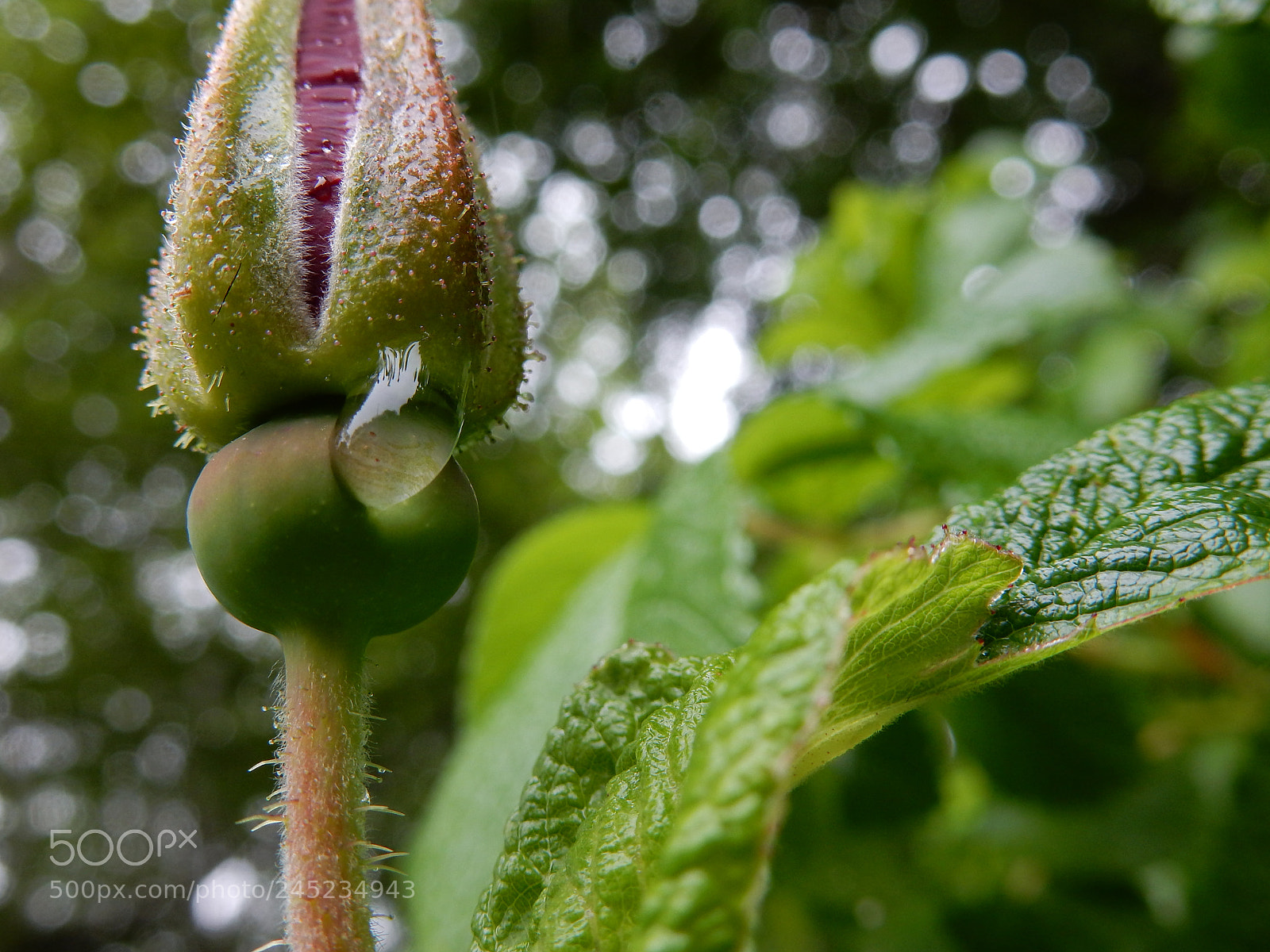 Nikon Coolpix S9900 sample photo. Sitka rose photography