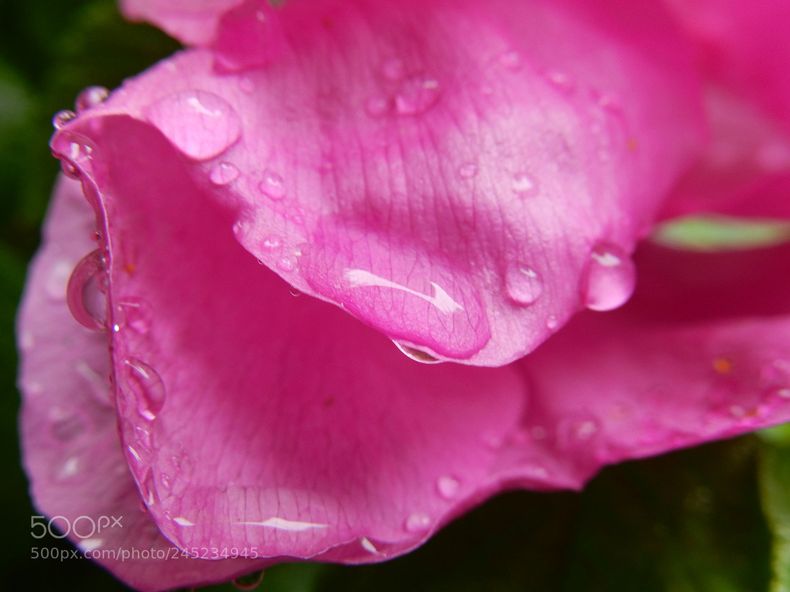 Nikon Coolpix S9900 sample photo. Sitka rose photography