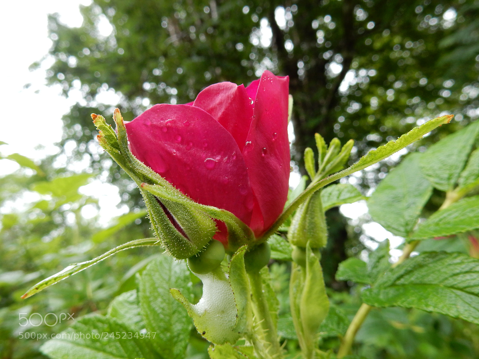 Nikon Coolpix S9900 sample photo. Sitka rose photography