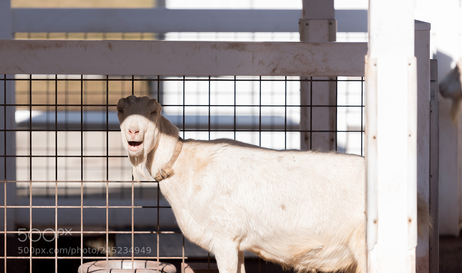 Nikon D750 sample photo. Large goat on a photography