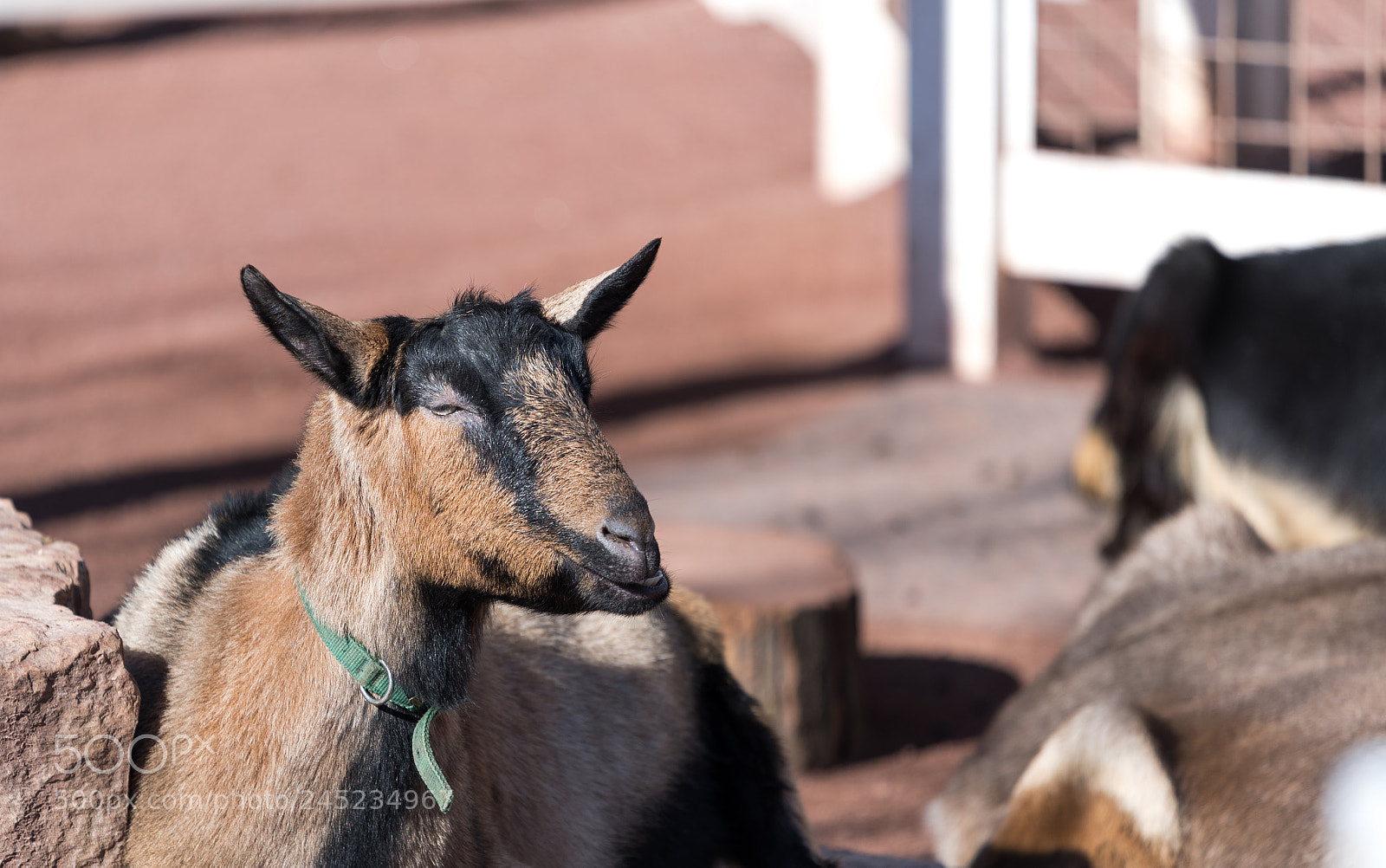 Nikon D750 sample photo. Large goat on a photography
