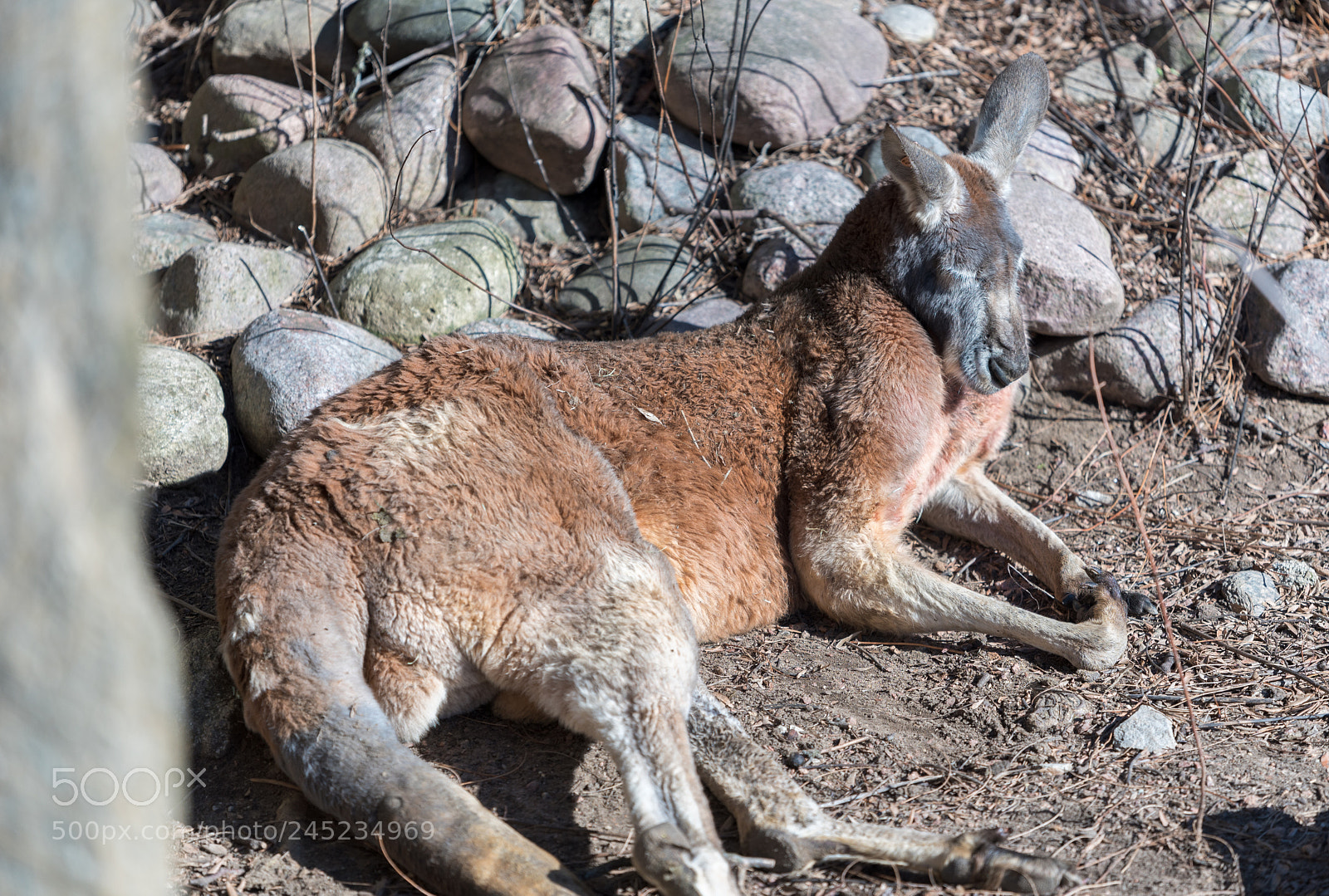 Nikon D750 sample photo. Large kangaroo laying on photography