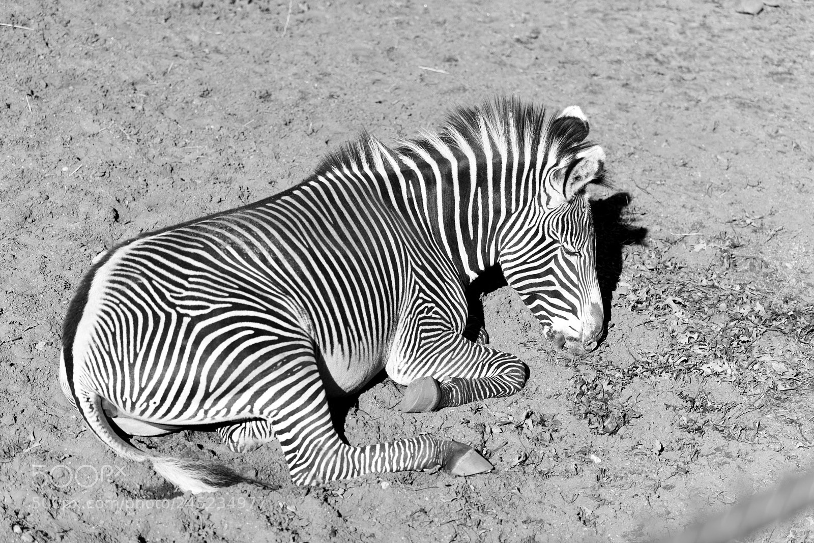 Nikon D750 sample photo. Large zebra laying on photography