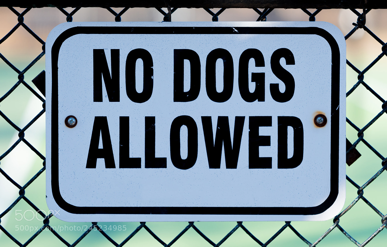 Nikon D750 sample photo. No dogs allowed white photography