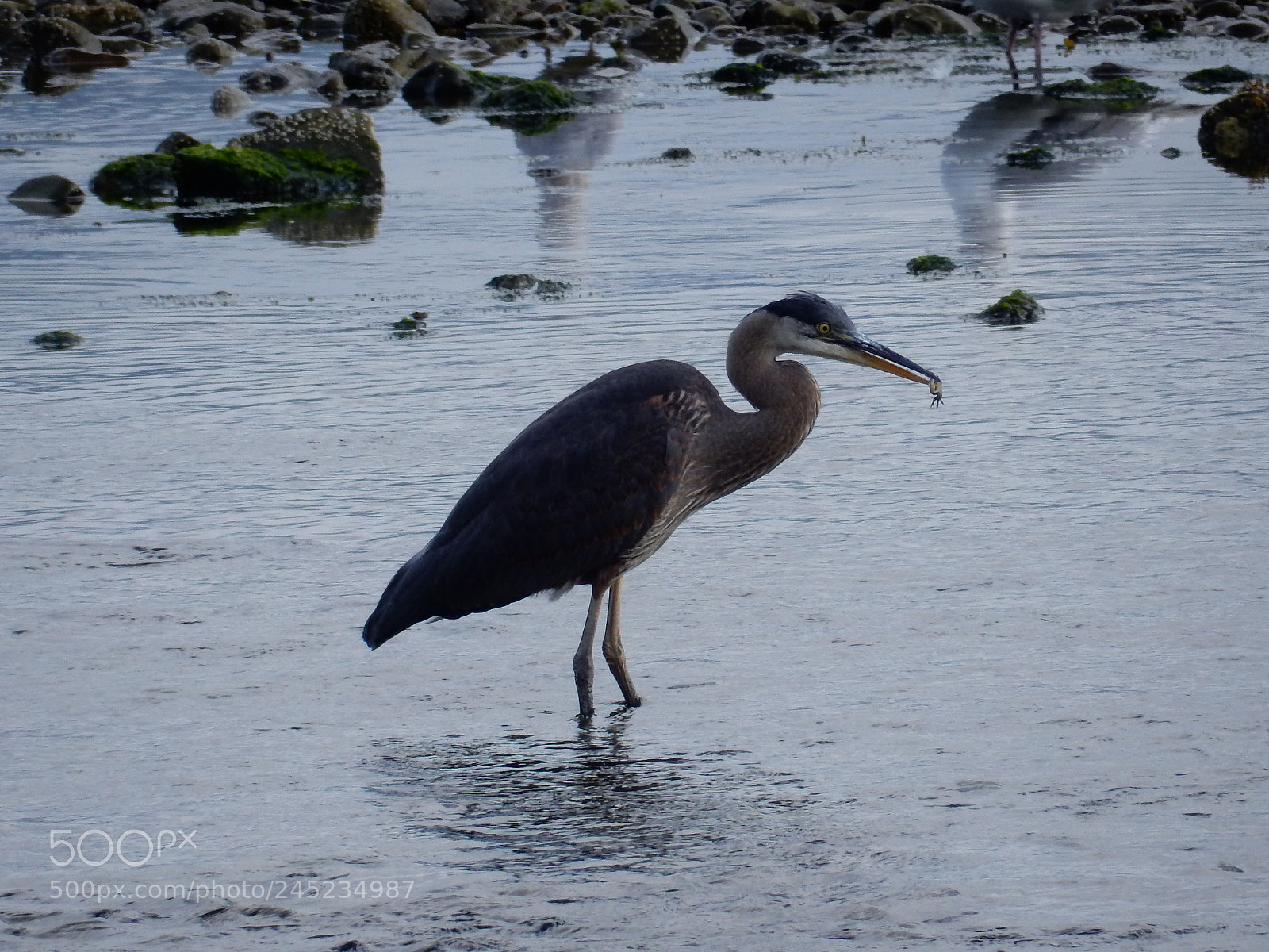 Nikon Coolpix S9900 sample photo. Heron photography