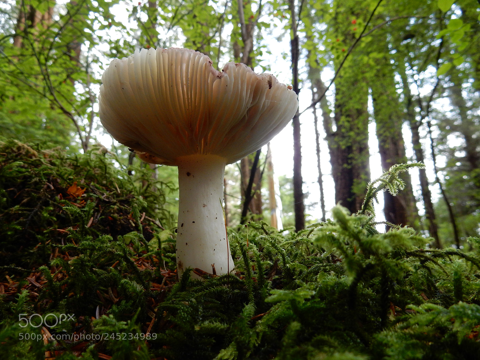 Nikon Coolpix S9900 sample photo. Mushrooms photography