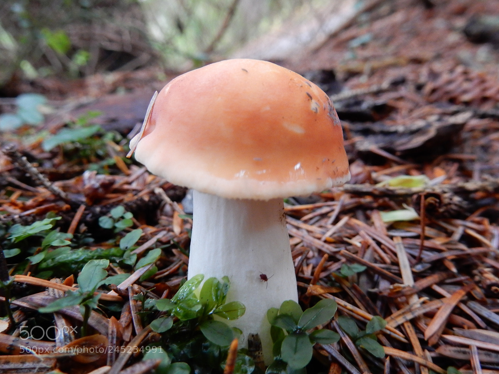 Nikon Coolpix S9900 sample photo. Mushrooms photography