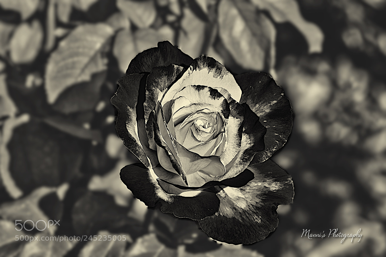 Nikon D800 sample photo. A rose b&w photography