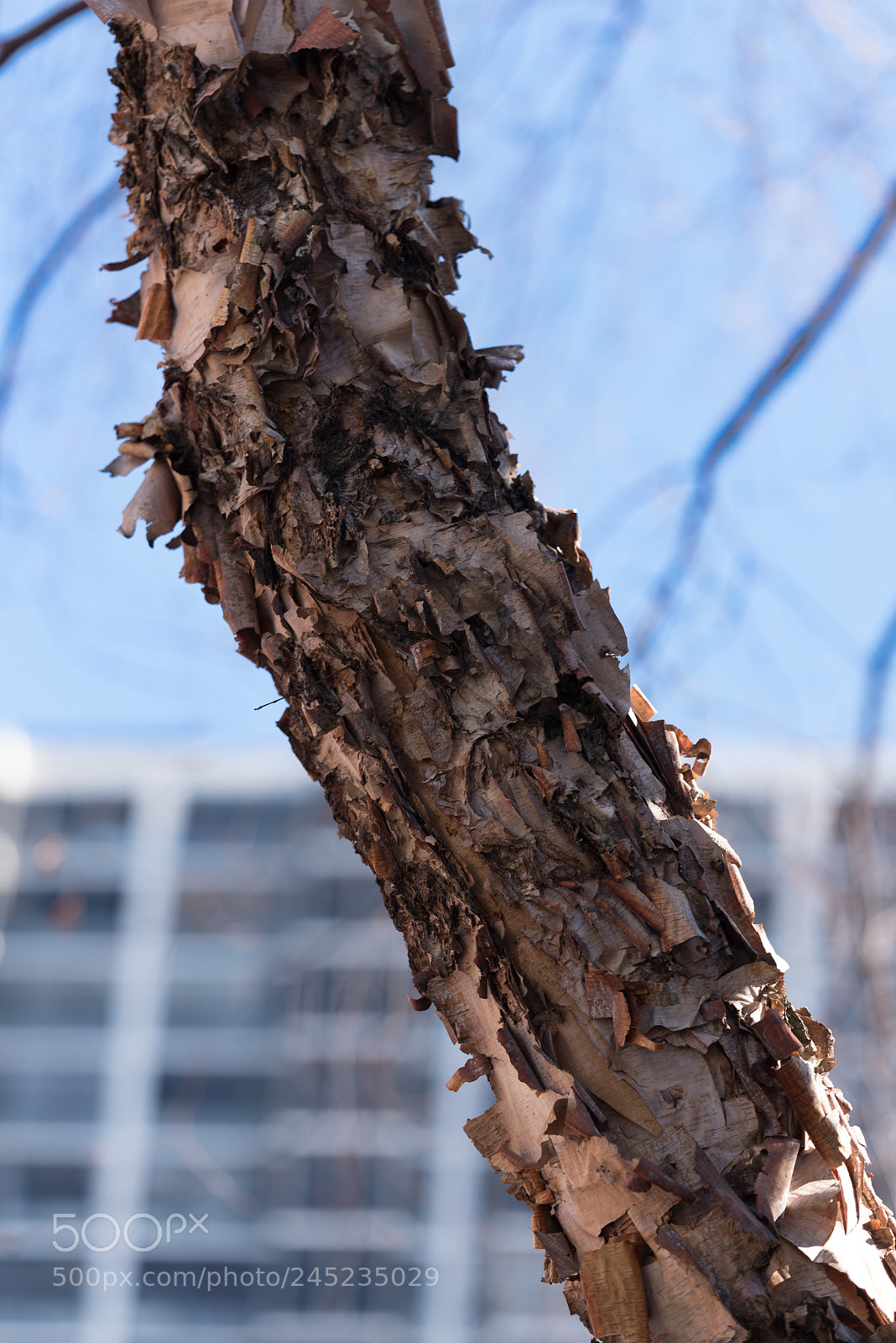 Nikon D750 sample photo. Old dry winter bark photography