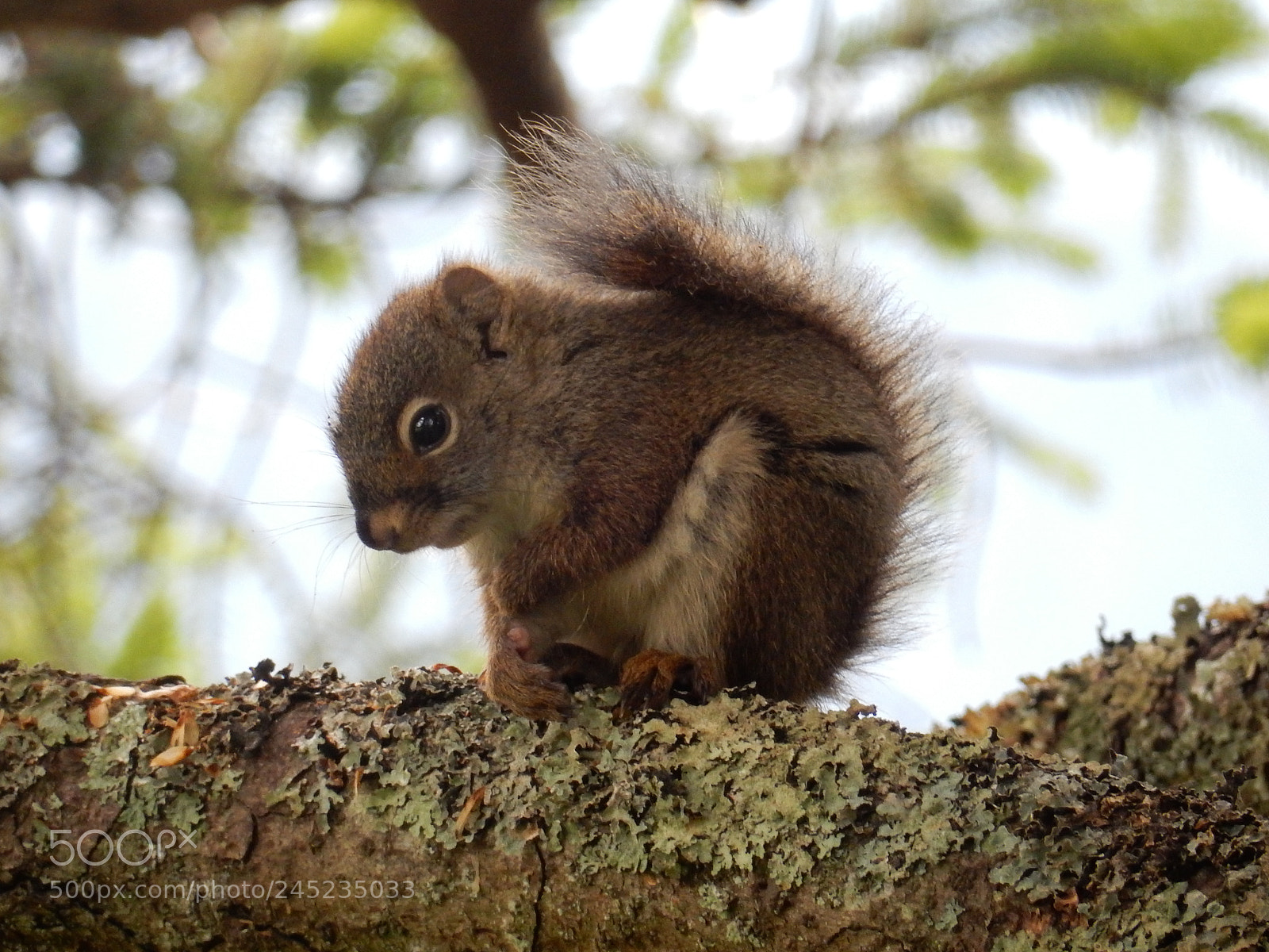 Nikon Coolpix S9900 sample photo. Squirrel photography