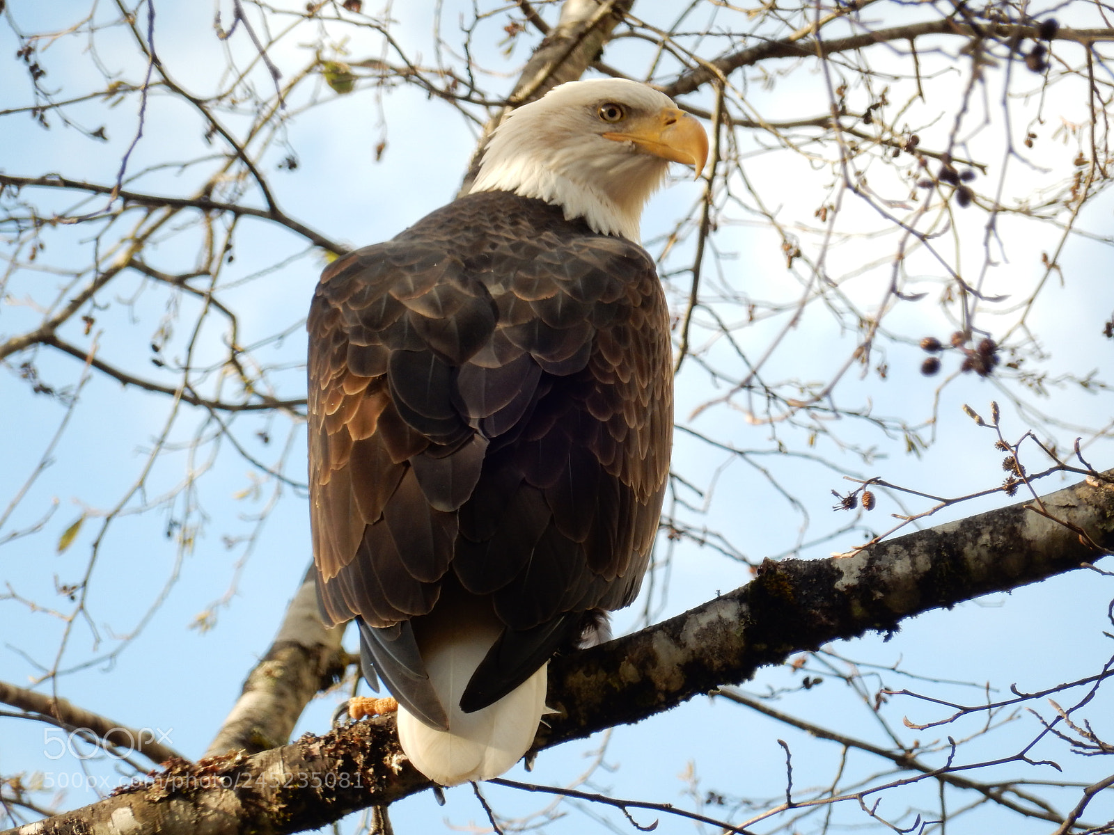 Nikon Coolpix S9900 sample photo. Bald eagle photography