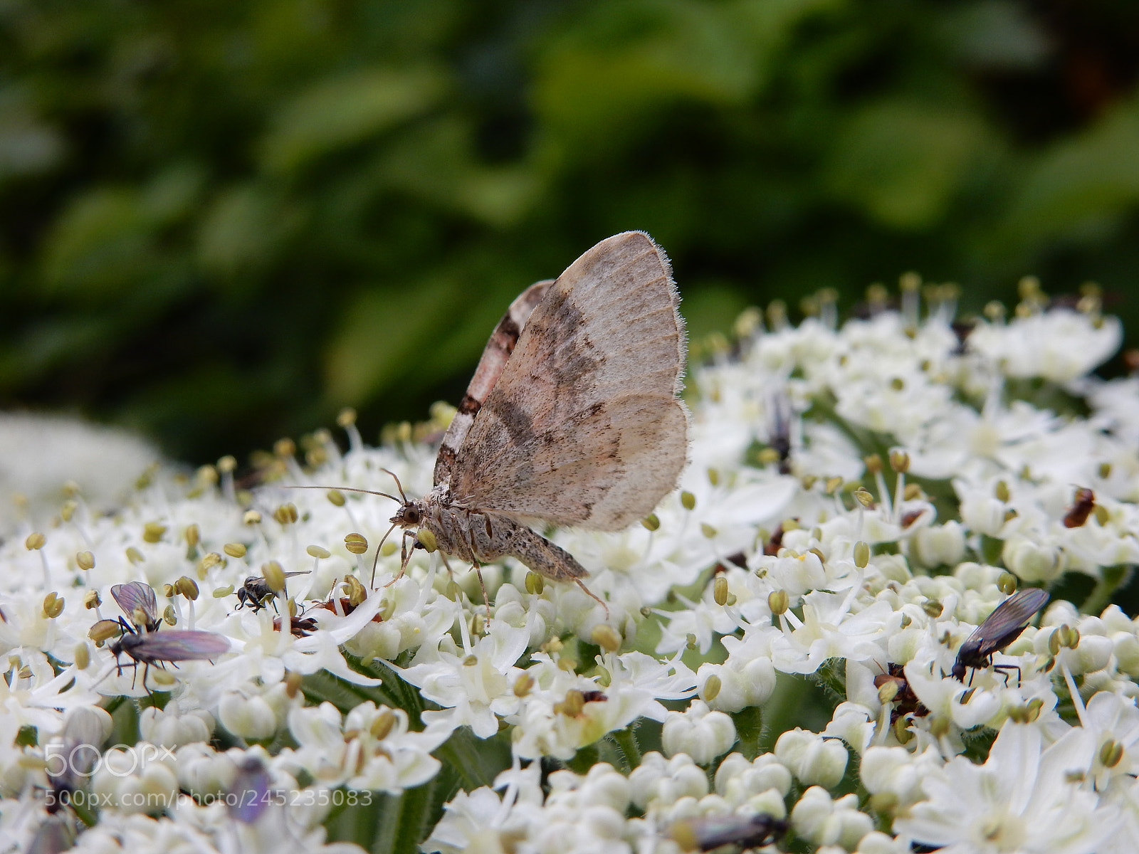 Nikon Coolpix S9900 sample photo. Moth photography